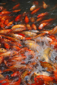 魚