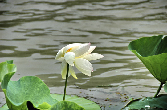水百合