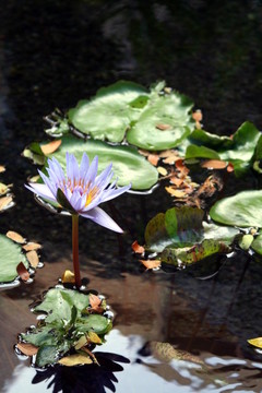 薰衣草水莉莉
