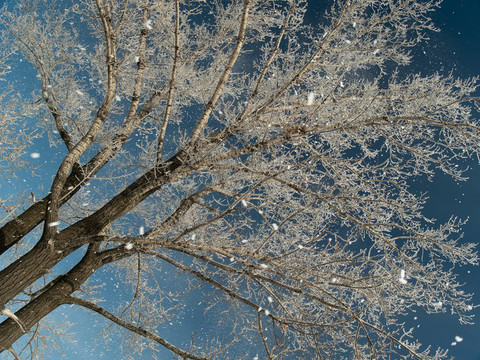 降雪和樹