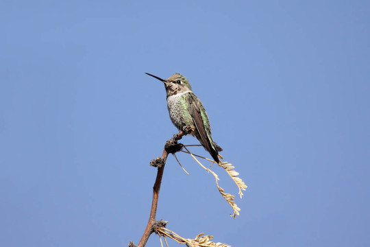 Annas Hummingbird（克利普特安娜）