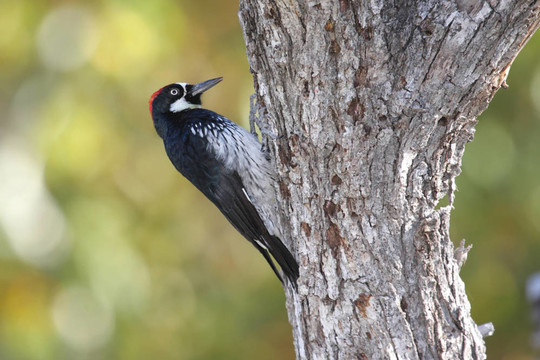 Acorn Woodpecker（Melanerpes formicivorus）