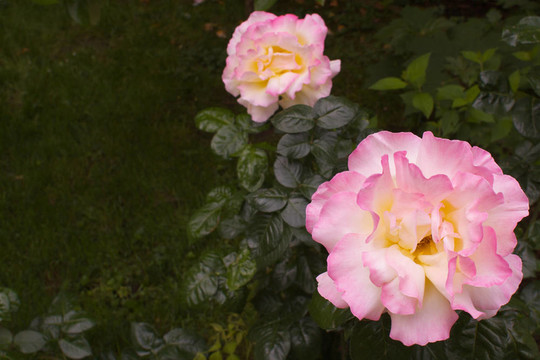 大粉紅色和Yellow Rose