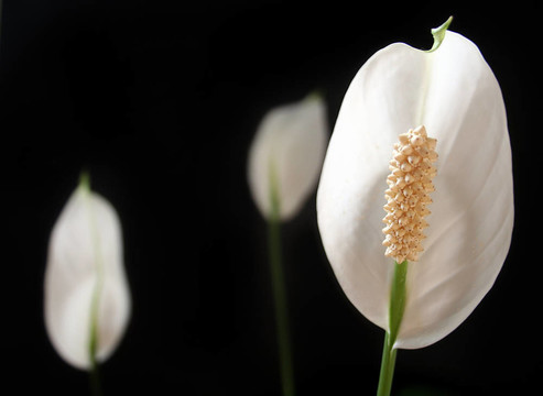 和平百合；在黑色背景上的Spathiphyllum