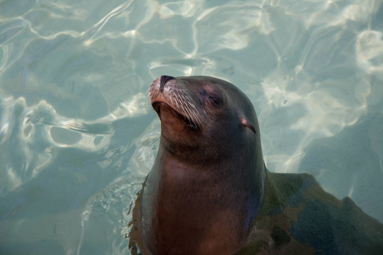 海獅