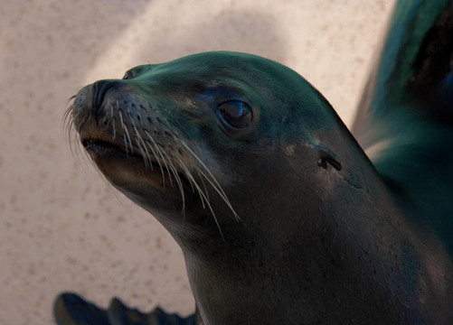 海獅