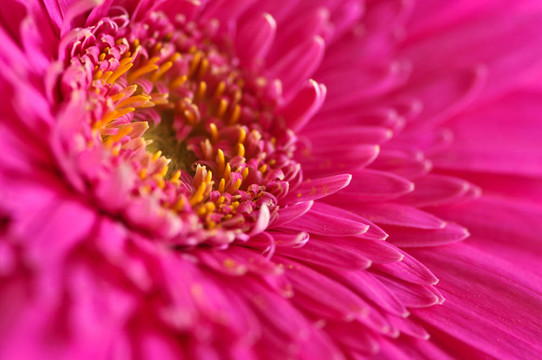 太陽花
