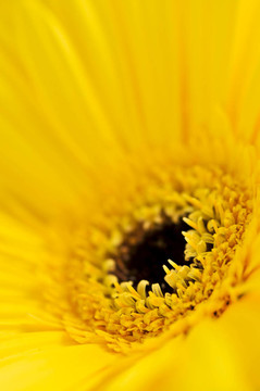 太陽花
