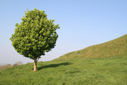 在英語(yǔ)領(lǐng)域里的一棵小樹。