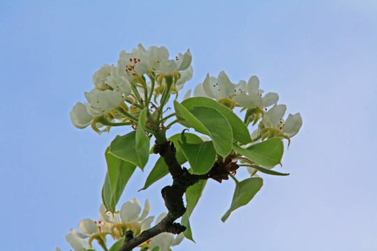蘋果花