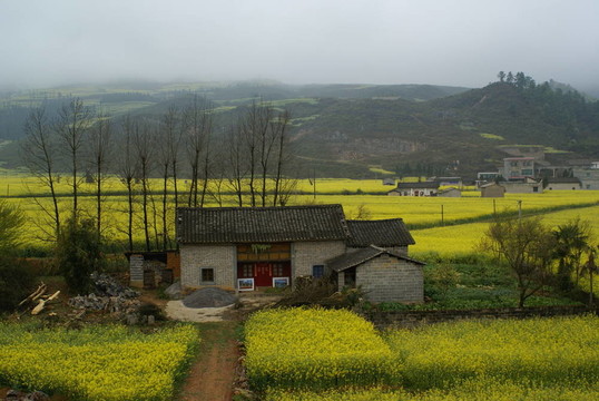 農(nóng)舍和黃色的花卉農(nóng)場