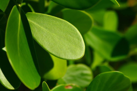 綠色的自然背景