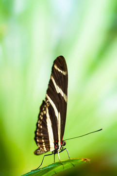 斑馬蝴蝶（北緯Heliconius charitonius）