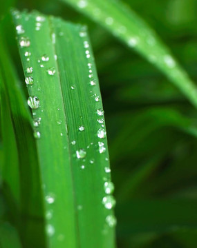雨滴