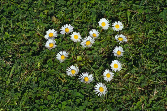 菊花心的形狀
