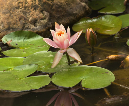粉紅水百合花