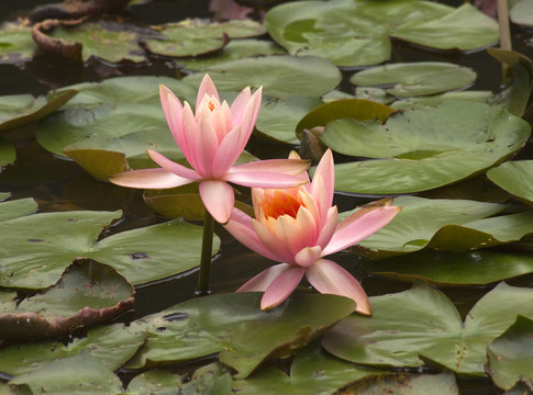 粉紅水百合花