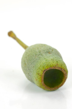口香糖堅(jiān)果