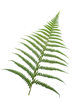 蕨類植物的葉子