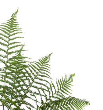 邊境的蕨類(lèi)植物