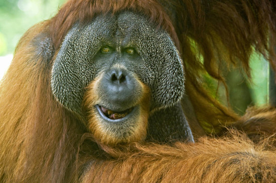 成年的Male Orang Utan。