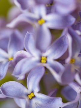 丁香花