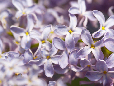丁香花