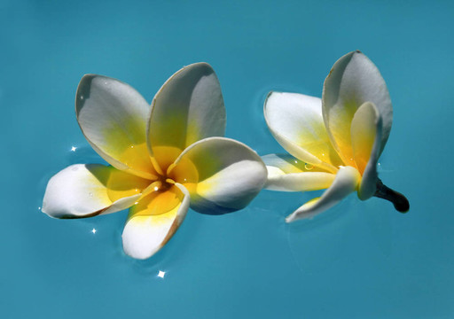 雞蛋花