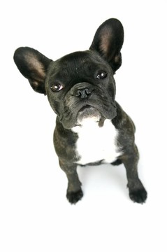 法國(guó)斗牛犬