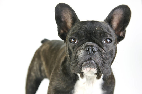 法國(guó)斗牛犬
