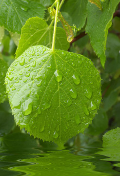 石灰樹(shù)上的雨滴