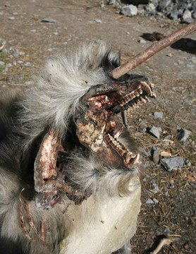 死狒狒