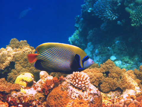 皇帝神仙魚