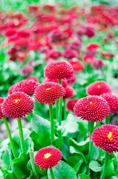 紅色的花田
