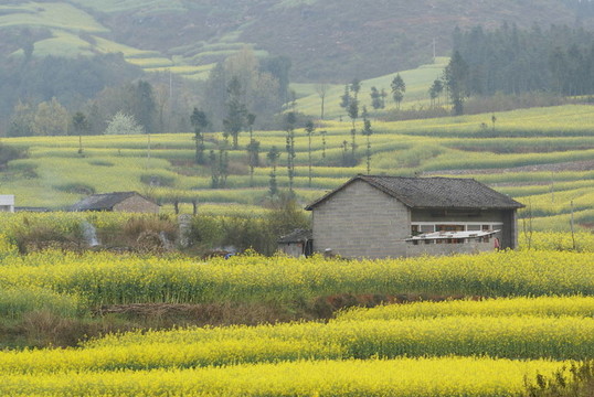 農(nóng)舍和黃色的花卉農(nóng)場(chǎng)