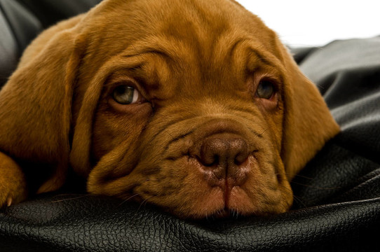 Dogue De邊界上的豆袋