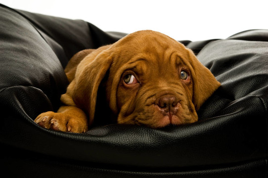 Dogue De邊界上的豆袋