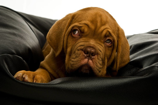 Dogue De邊界上的豆袋