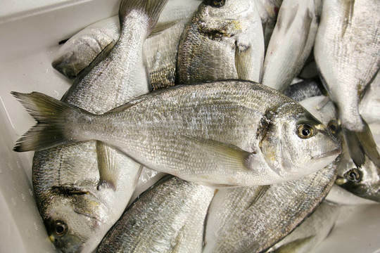 魚