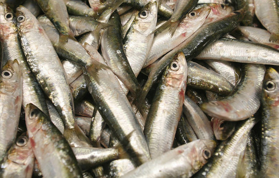 魚