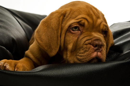 Dogue De邊界上的豆袋