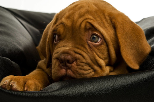 Dogue De邊界上的豆袋