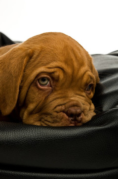 Dogue De邊界上的豆袋