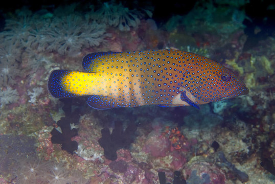 孔雀的石斑魚（Cephalopholis烏鱧）
