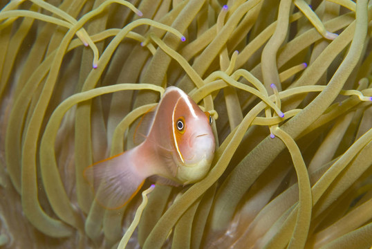 粉紅?？~（Amphiprion perideraion）