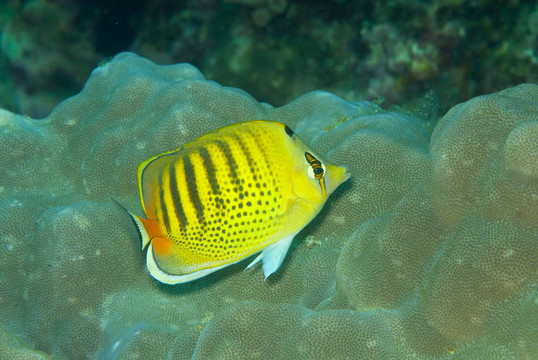 斑帶蝴蝶魚（chaetodon；punctatofasciatus）