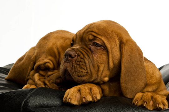 Dogue De邊界上的豆袋