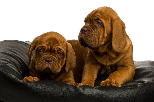 Dogue De邊界上的豆袋
