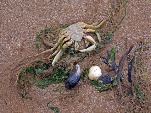 海灘上的死蟹
