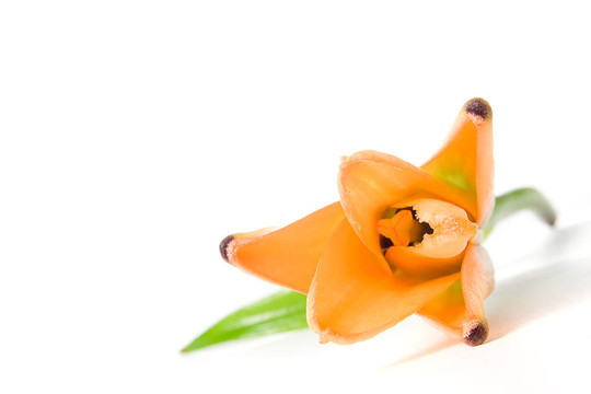 橙色tiger lily